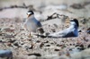 Little Terns, 2020