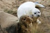 Save our seals